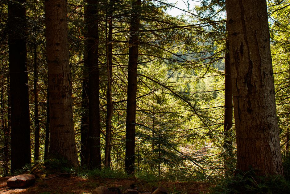 A peaceful view of a sunlit forest, showcasing tall trees and vibrant greenery.