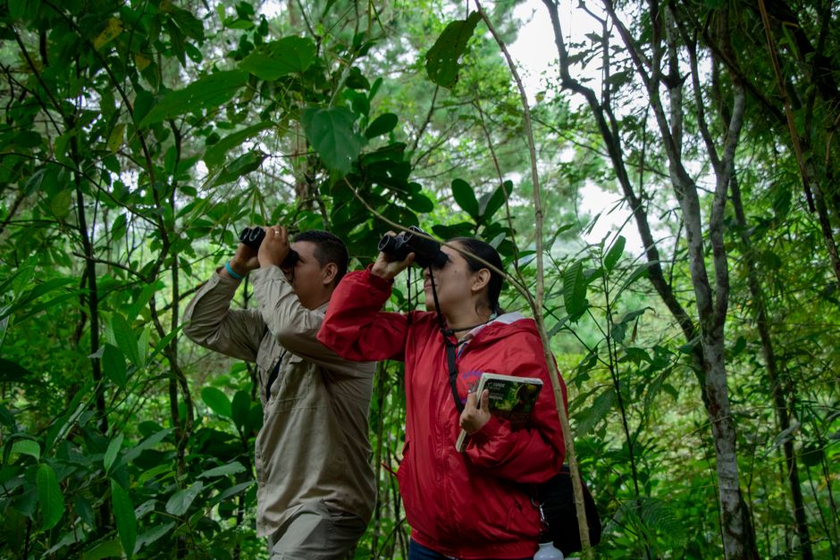 Two adults using binoculars in a lush forest setting, enjoying nature exploration.