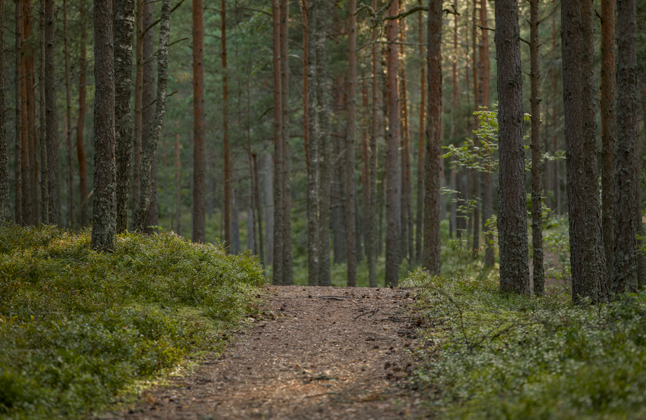 Tranquil sunlit path in a lush green pine forest, perfect for hikes.