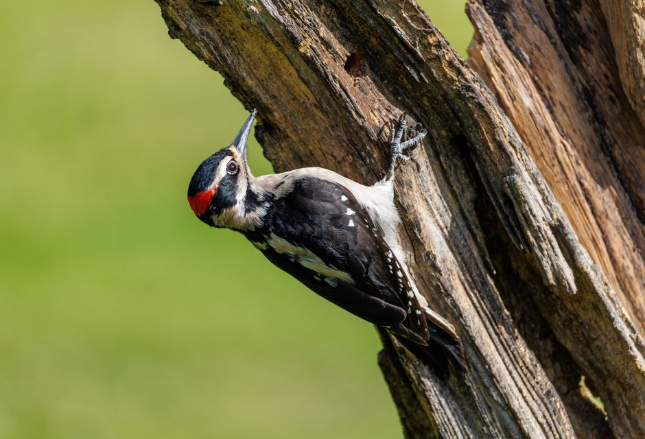 A detailed view of a woodpecker clinging to a tree trunk, highlighting its vivid plumage.