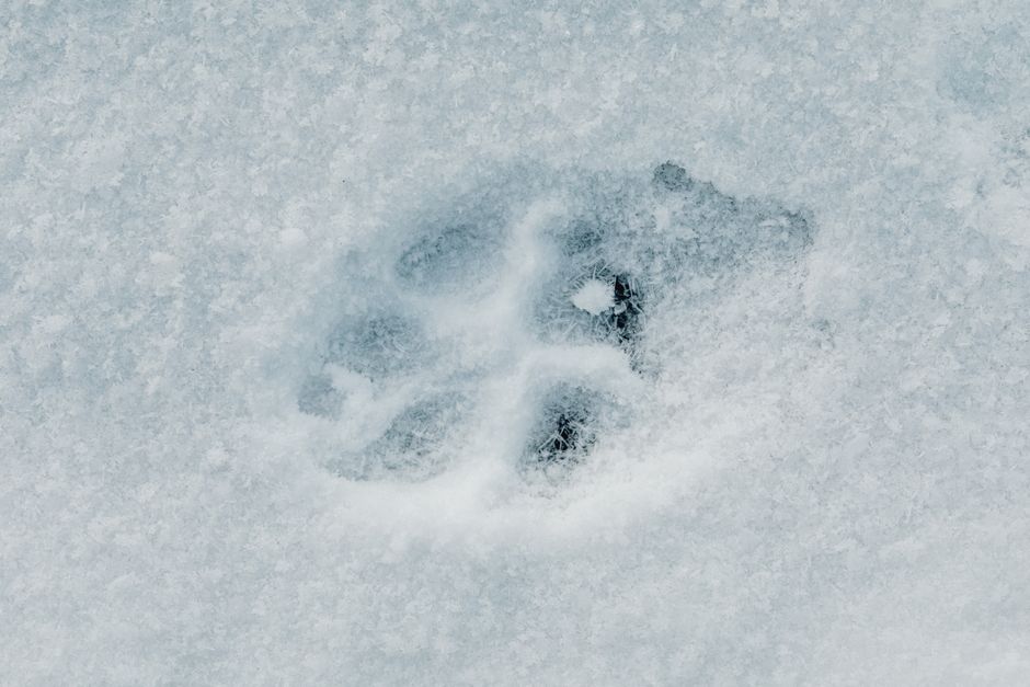 Close-up of an animal's paw print imprinted in fresh snow, highlighting winter's quiet beauty.